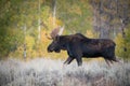 Alces alces shirasi, Moose, Elk Royalty Free Stock Photo