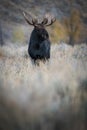 Alces alces shirasi, Moose, Elk Royalty Free Stock Photo