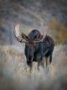 Alces alces shirasi, Moose, Elk Royalty Free Stock Photo