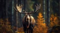 Alces alces shirasi, Moose, Elk is standing in dry grass, in typical autumn environment Royalty Free Stock Photo