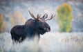 Alces alces shirasi, Moose, Elk Royalty Free Stock Photo