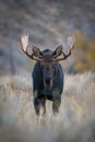 Alces alces shirasi, Moose, Elk Royalty Free Stock Photo