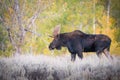 Alces alces shirasi, Moose, Elk Royalty Free Stock Photo