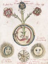 alchemical illustration by hieronymus reussner entitled the blue rose flower of wisdom