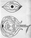 Alchemical illustration of the human eye by gregor reisch Royalty Free Stock Photo