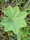 Alchemilla acutiloba Royalty Free Stock Photo
