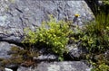 Alchemilla alpina