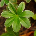 Alchemilla Alpina Royalty Free Stock Photo