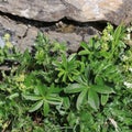 Alchemilla Alpina, medical herb Royalty Free Stock Photo