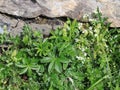 Alchemilla Alpina, medical herb Royalty Free Stock Photo