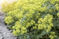 Alchemilla flowers