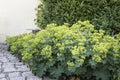 Alchemilla flowers