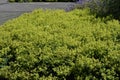 Alchemilla Glaucescens plant, in the garden.