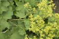 Alchemilla mollis flowers