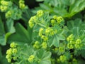 Alchemilla mollis - garden lady`s-mantle Royalty Free Stock Photo