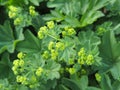 Alchemilla mollis - garden lady`s-mantle Royalty Free Stock Photo