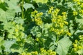 Alchemilla Mollis - garden Lady`s Mantle plant in bloom with blurred background Royalty Free Stock Photo