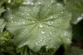 Alchemilla mollis or Garden Lady`s Mantle