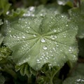 Alchemilla mollis or Garden Lady`s Mantle Royalty Free Stock Photo