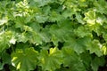 Alchemilla mollis or lady\'s mantle in the garden. Royalty Free Stock Photo