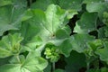 Alchemilla mollis or lady\'s mantle in the garden after rain close-up. Royalty Free Stock Photo