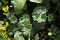 Alchemilla mollis - Lady`s mantle in morning sunlight after rain. Royalty Free Stock Photo