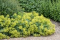 Alchemilla mollis