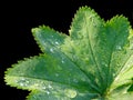 Alchemilla pratensis Royalty Free Stock Photo