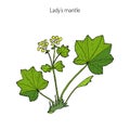 Alchemilla vulgaris, common lady mantle