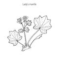 Alchemilla vulgaris, common lady mantle