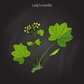 Alchemilla vulgaris, common lady s mantle