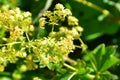 Alchemilla vulgaris L. in the mountains of Abkhazia