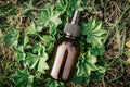 Alchemilla vulgaris, lady\'s mantle medicinal tincture in brown bottle with plat leaves growing outdoors.