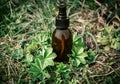 Alchemilla vulgaris, lady\'s mantle medicinal tincture in brown bottle with plat leaves growing outdoors.