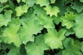 Alchemilla vulgaris