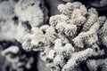 ÃÂ¡alcic skeleton of coral polyps