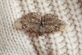 Alcis repandata moth on beige knitted sweater, top view Royalty Free Stock Photo