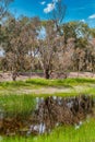 The Alcoa Wellard wetlands provide a refuge for water birds during autumn when hot summer weather has dried up other wetlands Royalty Free Stock Photo