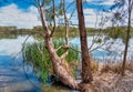 The Alcoa Wellard wetlands provide a refuge for water birds during autumn when hot summer weather has dried up other wetlands Royalty Free Stock Photo