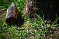 Alcohol glass bottle lying under a tree Royalty Free Stock Photo