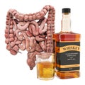 Alcohol`s effects on the intestines concept. Human intestines with alcohol drink. 3D rendering