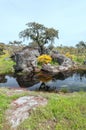 Alcornocal in the lake