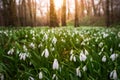 Alcsutdoboz, Hungary - Beautiful field of snowdrop flowers Galanthus nivalis in the forest of Alcsutdoboz with warm sunshine