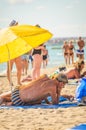 Alcudia, Spain 14.09.2011 - Older man reading a newspaper at sandy beach under umbrella. People sunbathing at Playa de Muro.