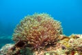 The Alcyonacea, or soft coral
