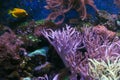 Alcyonacea Soft Corals: Beautiful. Colorful branching White Orange Yellow colored Gorgonian Sea Fan with hard sclerites skeletons