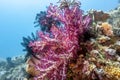 Alcyonacea, or soft corals