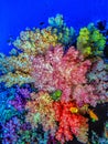 Alcyonacea, or soft corals,underwater Fiji