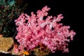 Alcyonarian Soft coral in the black background Royalty Free Stock Photo
