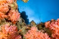 Alcyonarian Soft Coral wall underwater Royalty Free Stock Photo
